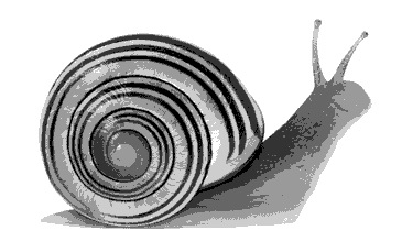 lumaca