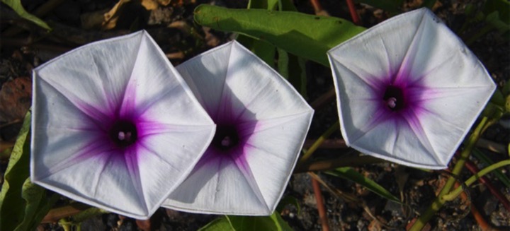 pentagono-fiore